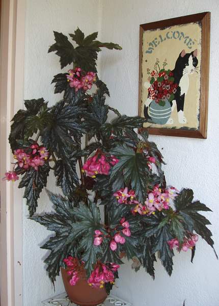 B. ‘Lady Vanderwilt’